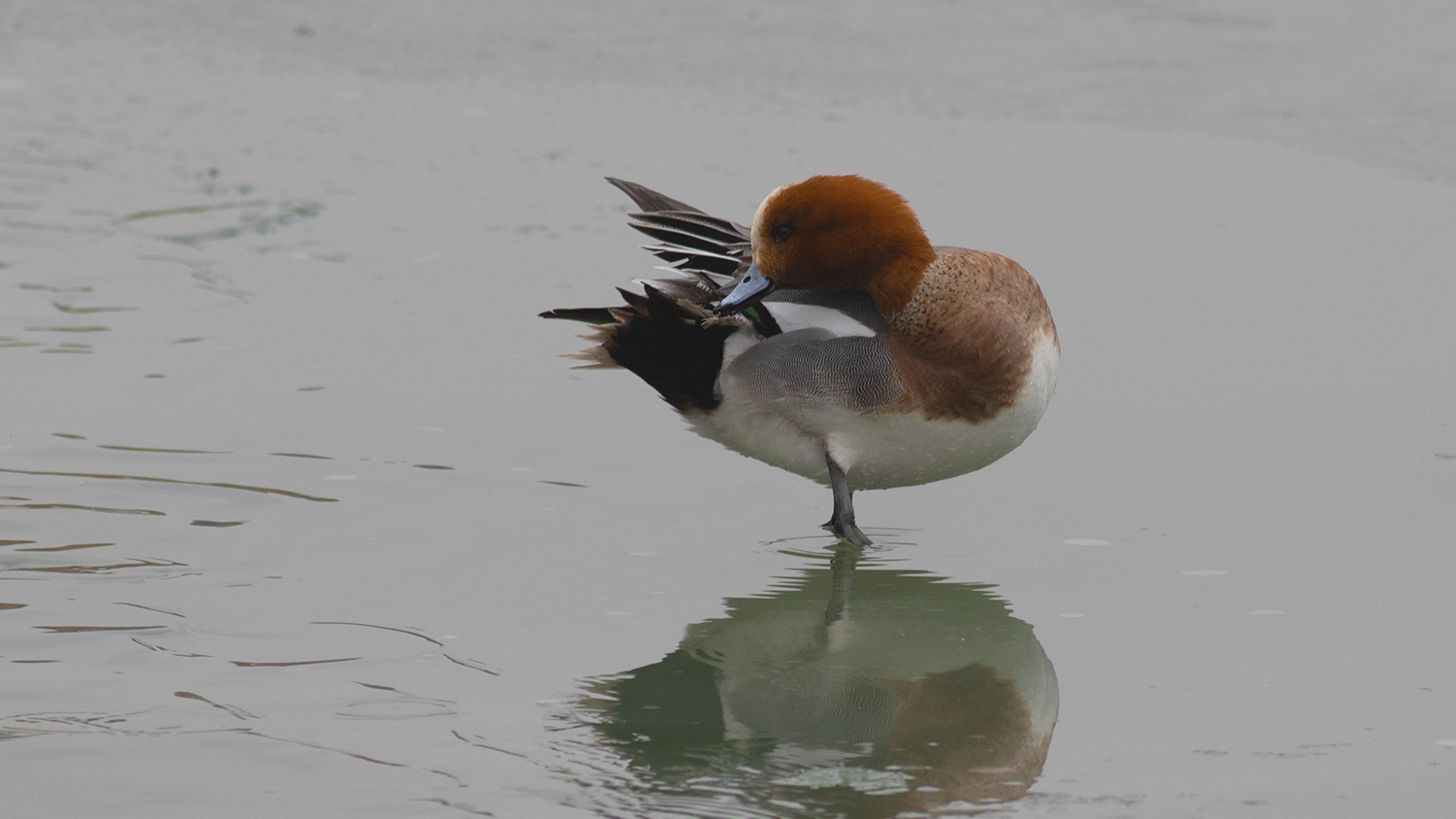 Eurasian Wigeon — Ana fotoğraf
